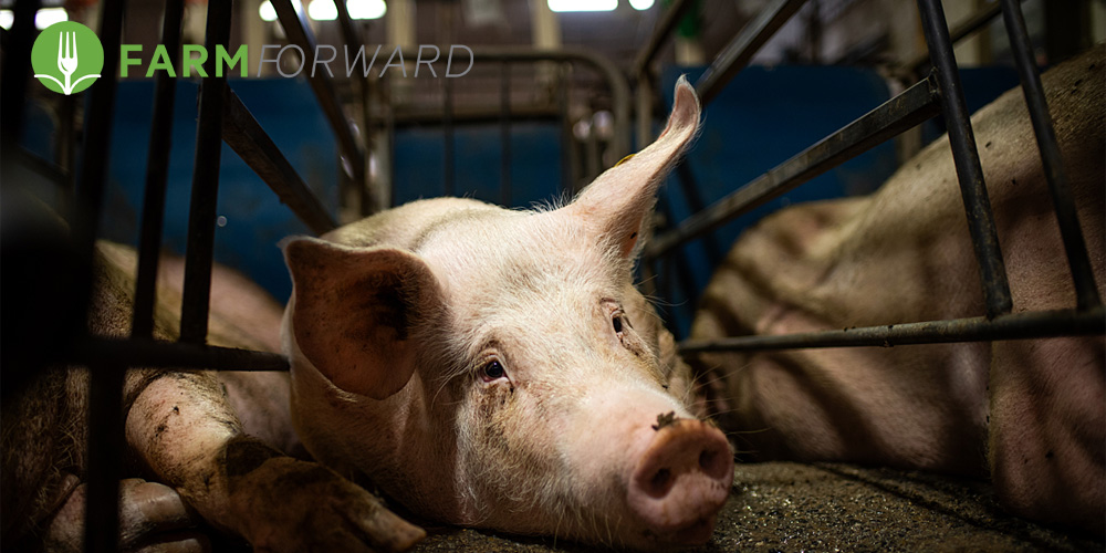 Don't let megacorps roll back animal protection laws!