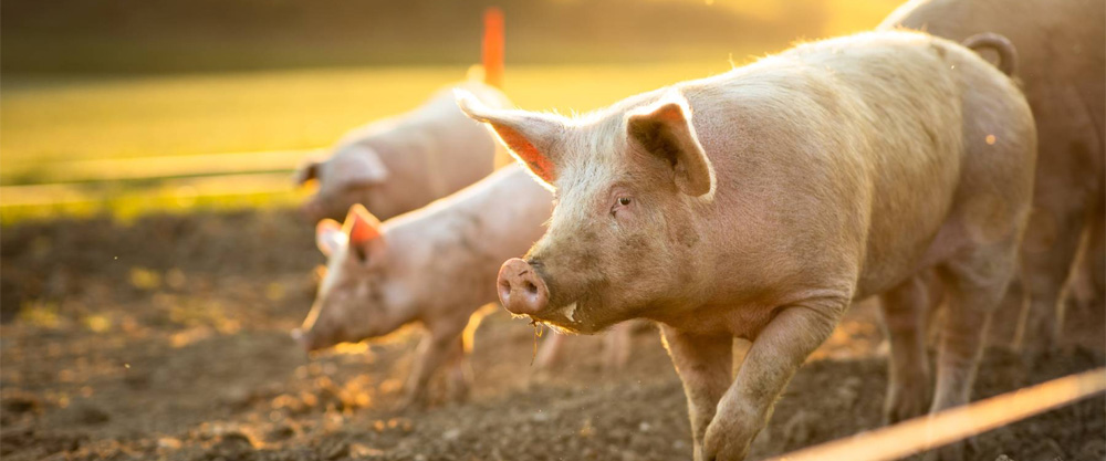 Tell Your Senators: Vote Against Any Farm Bill With the Save Our Bacon Act!