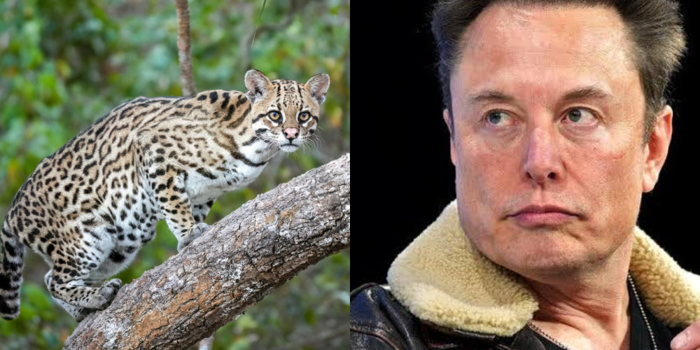 Stop Elon Musk from land-grabbing and destroying a critical wildlife refuge!