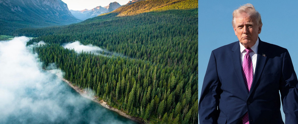 Stop Trump from destroying the Forestry Department!