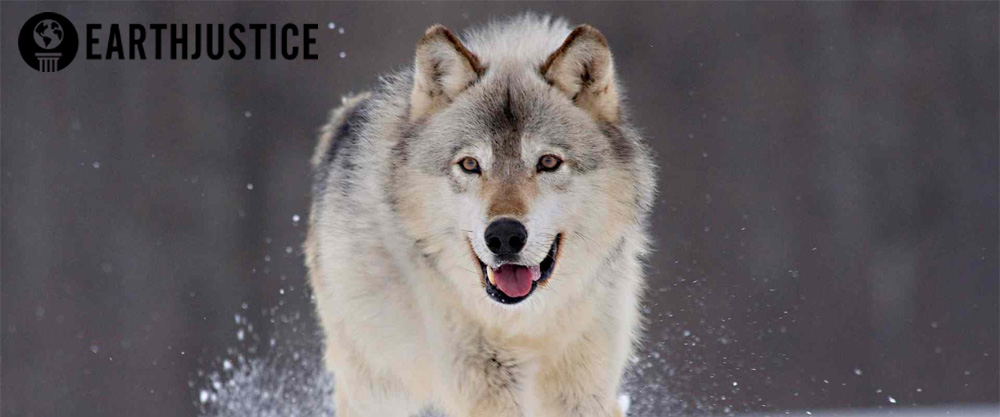 Don’t let the Trump administration undermine Colorado’s wolf recovery effort!